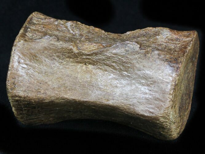 Thescelosaurus Caudal Vertebrae - Montana #34644